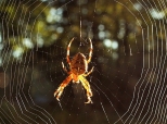 pająk krzyżak