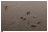Dąbki - jezioro Bukowo, kacza rodzinka
