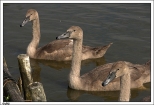 Dąbki - jezioro Bukowo - trzy brzydkie kaczątka