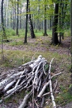 Las w okolicy Zabrzega.