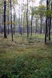Śląskie lasy w pobliżu Zabrzega.