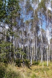 Las brzozowy pod Zabrzegiem.