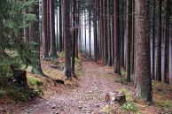 Las na stokach Rycerzowej - w drodze do Soblówki. Beskid Żywiecki