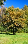 Grnolski Park Etnograficzny. Jesienne drzewo w skansenie.