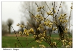 Rekowo - wiosna na mazowieckich kach: budzce si do ycia drzewa