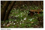 Rekowo - wiosna na Mazowszu: zawilce w lesie