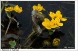 Rekowo - wiosna na mazowieckich kach: kaczece wodne