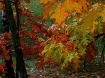jesień kolorem malowana