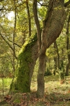 las puszczy kampinoskiej (Palmiry)