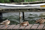 Lisamłyńskie pomosty - pełne kaczek