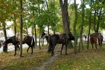 Kielce - konie w parku