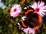 Jesienny motyl