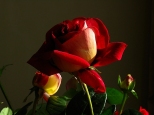ostatnia róża z ogródka mojej żony