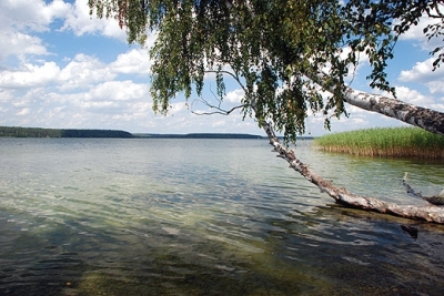Jezioro Wigry - grupa zwieszających się brzóz przy północnym krańcu wyspy Ordów. Za drzewami widoczna ogromna przestrzeń Plosu Bryzglowskiego. Wigierski Park Narodowy