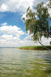 Jezioro Wigry - grupka brzóz przy północnym krańcu wyspy Ordów to jeden z najbardziej malownicznych zakątków Suwalszczyzny. Wigierski Park Narodowy