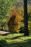 Rogw jesieni. Arboretum