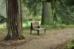 Alejka spacerowa w rogowskim arboretum