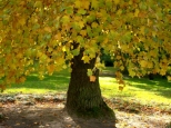 Jesień w parku Lubostroń