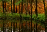 las jesienią okraszony