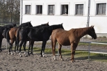 konie w Janowie