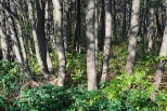 Pszczyski las.