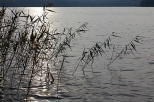 Jezioro Wysokie Brodno - brzeg w Żmijewku