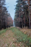 Droga przez las.