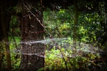 Lipa - leśne pajęczyny o poranku