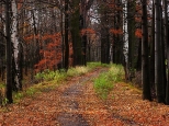 Jesienna droga przez las