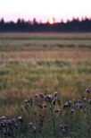 Zachód słońca na polach w okolicach Józefowa. Roztocze