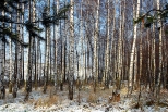 Las pod Goczakowicami w zimowej szacie.