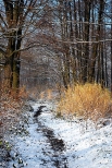 Pocztek zimy w lesie