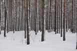 zimowy las - podlasie