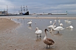 Gdynia  port