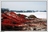 Warszew - zimowo - pomidorowy krajobraz