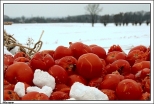 Warszew - krajobraz z pomidorami