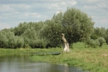 Rzeka Postomia