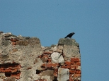 Bodzentyn - kruk na ruinach