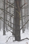 zimowy las za mg