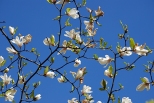 Kwitnące magnolie w ogródkach działkowych przy ul. Odyńca