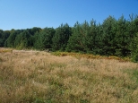Las w okolicy Kroczyc.