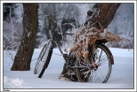 Chotów - aleja parkowa (rower w zimowej szacie)