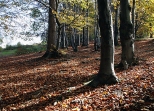Bukowy las w Beskidzie ywieckim w okolicy Zwardonia.