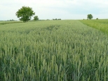 Urodzajne pola Ciuślic I - łan pszenicy