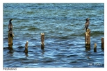 Mechelinki - kormorany na ruinach molo