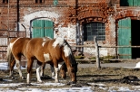 Krojanty - konie