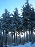 Las na Wielkiej Sowie