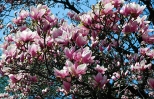 Cieszyskie magnolie.