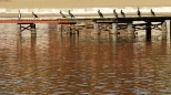 Jezioro Barlineckie kormorany