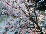 Piękne magnolie